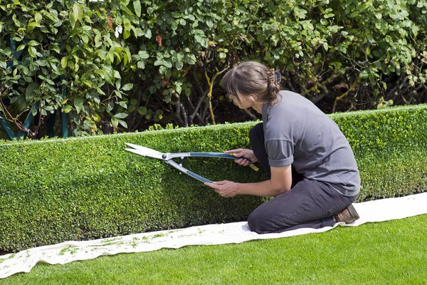 trimming a hedge.jpg