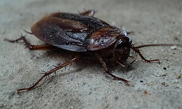 cockroach.jpg